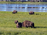 Yellowstone (9).JPG
